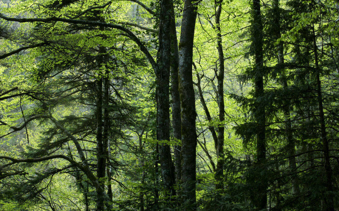 Bosco misto di abeti e faggi nella Riserva